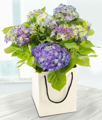 Blue Hydrangea*