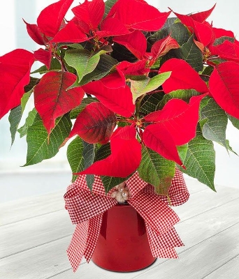 Poinsettia*