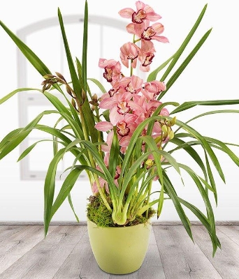 Pink Cymbidium*