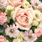 Posy Pink and White